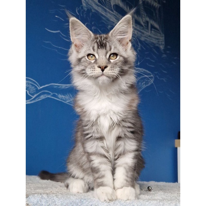 Maine Coon MMB Amur