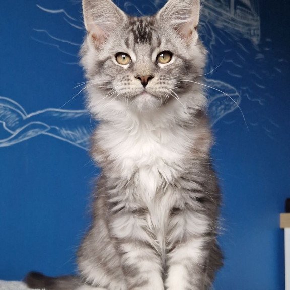 Maine Coon MMB Amur