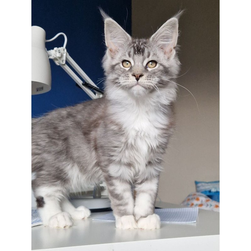 Maine Coon MMB Amur