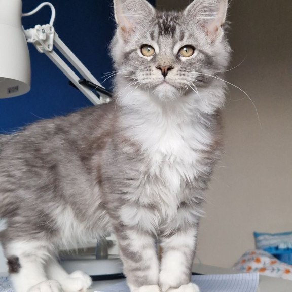 Maine Coon MMB Amur