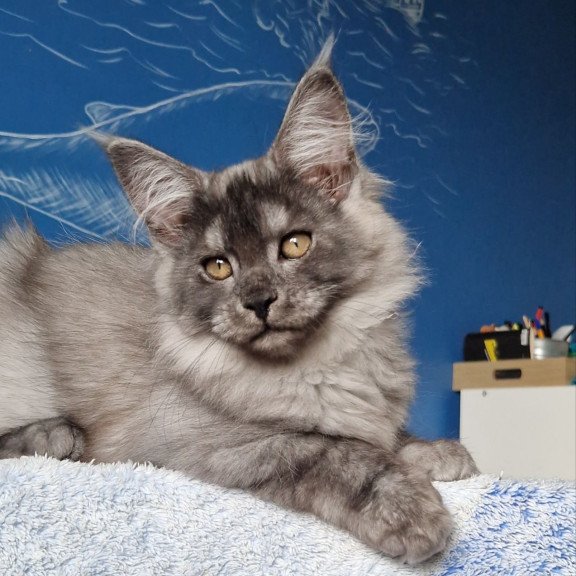 Maine Coon MMB Aura