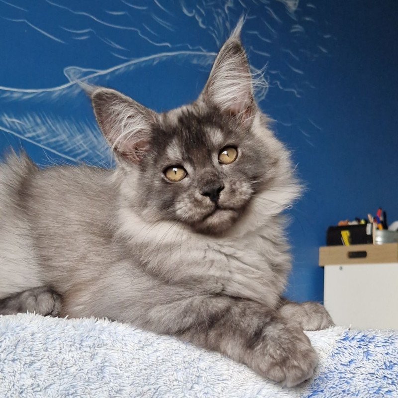 Maine Coon MMB Aura