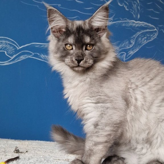 Maine Coon MMB Aura