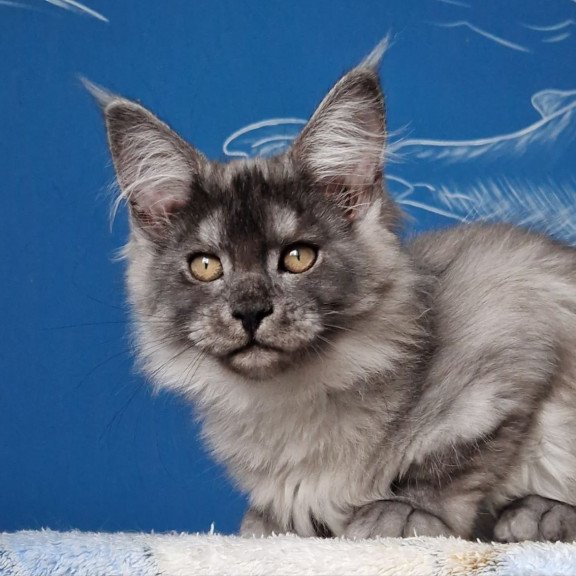 Maine Coon MMB Aura