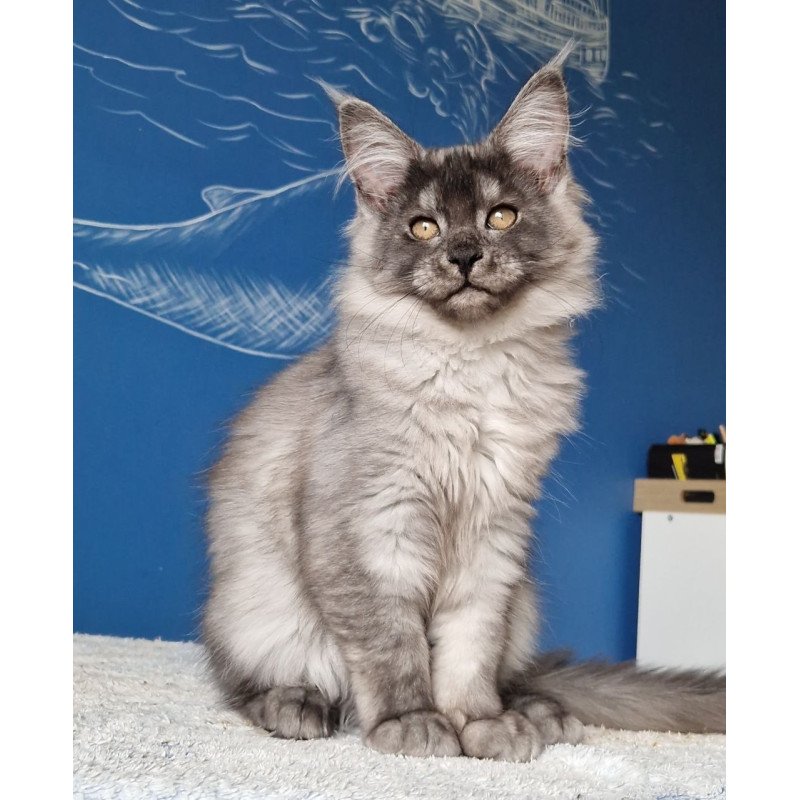 Maine Coon MMB Aura