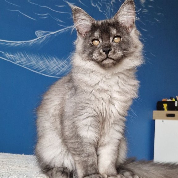 Maine Coon MMB Aura