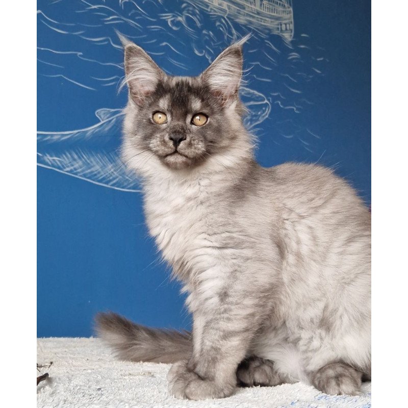 Maine Coon MMB Aura