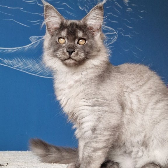 Maine Coon MMB Aura