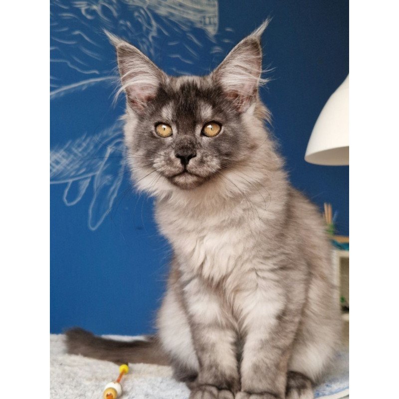 Maine Coon MMB Aura