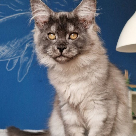 Maine Coon MMB Aura