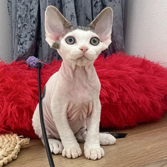 Devon Rex NOV Iron Vale