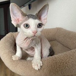 Devon Rex NOV Iron Vale