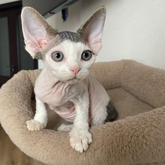 Devon Rex NOV Iron Vale
