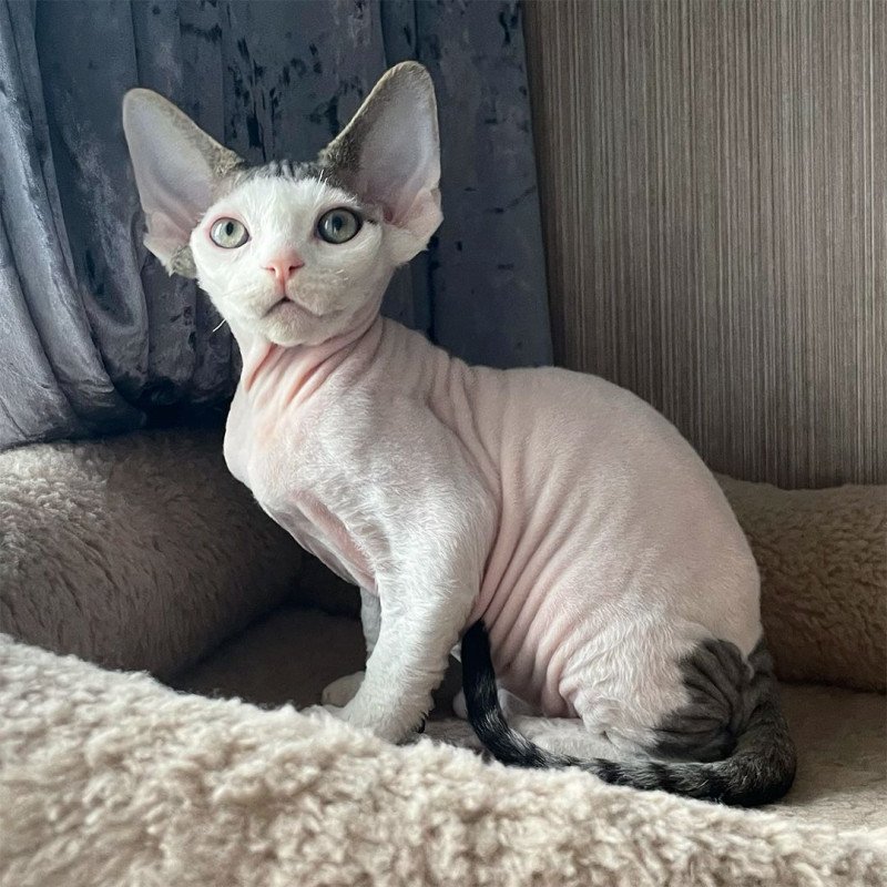 Devon Rex NOV Iron Vale