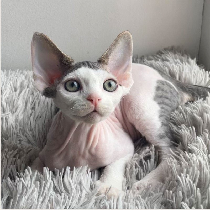 Devon Rex NOV Iron Vale