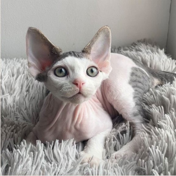 Devon Rex NOV Iron Vale