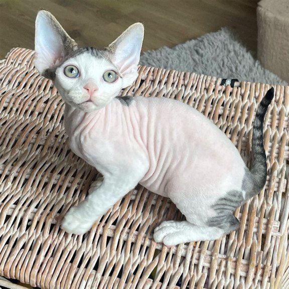 Devon Rex NOV Iron Vale