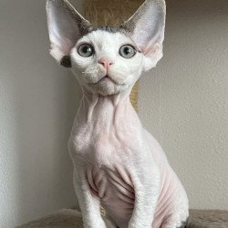 Devon Rex NOV Iron Vale