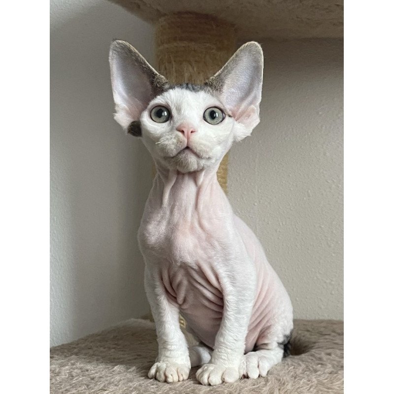 Devon Rex NOV Iron Vale