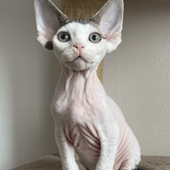 Devon Rex NOV Iron Vale