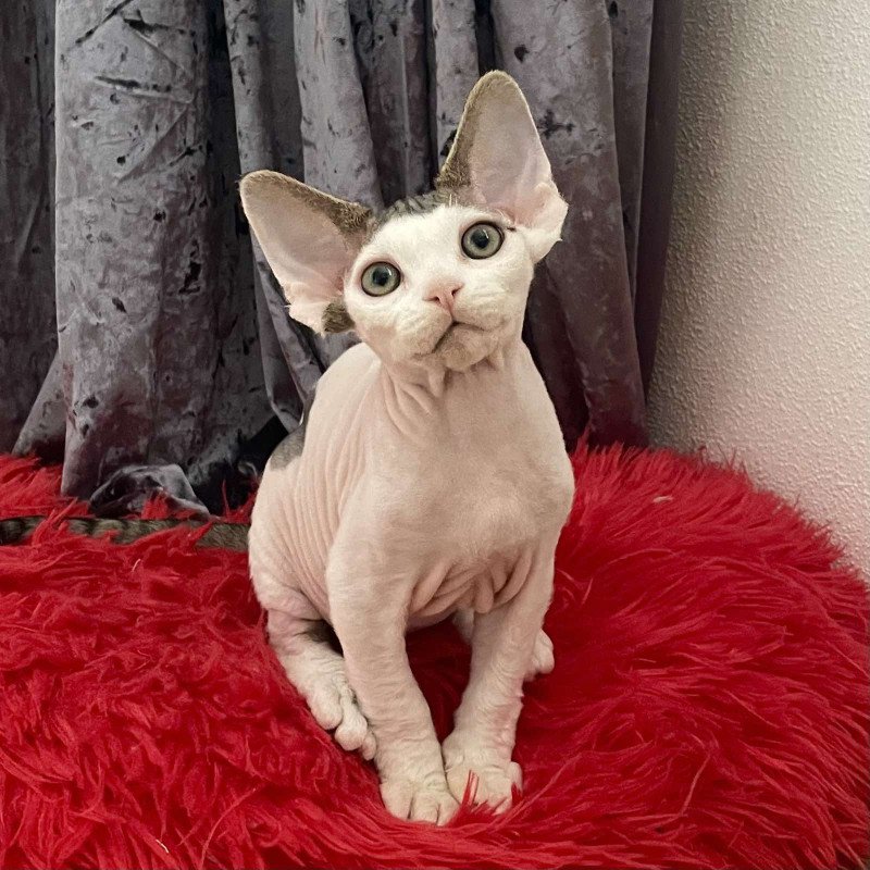 Devon Rex NOV Iron Vale