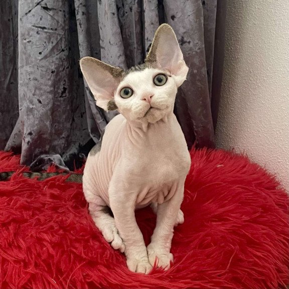 Devon Rex NOV Iron Vale