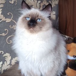 Siberian REZ Taiga