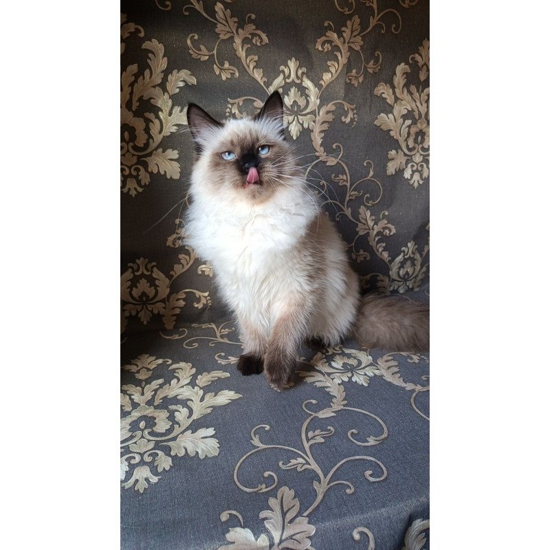 Siberian REZ Taiga
