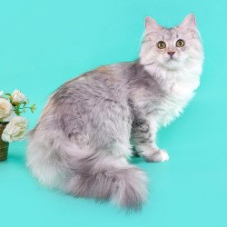 Siberian REZ Rumyana