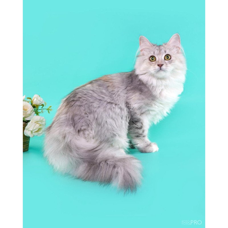 Siberian REZ Rumyana