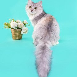 Siberian REZ Rumyana