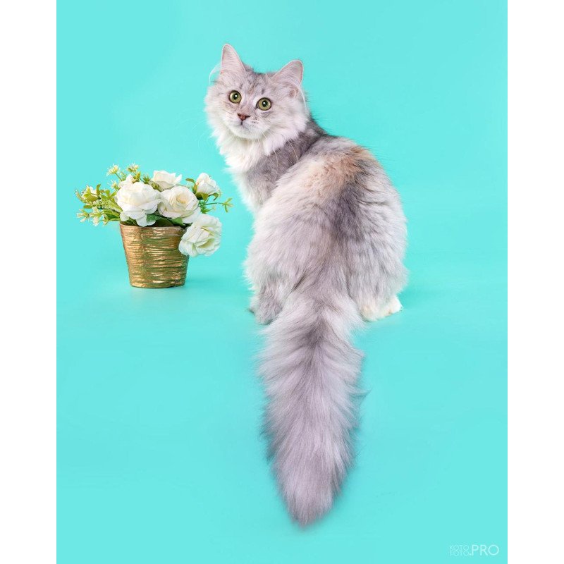 Siberian REZ Rumyana