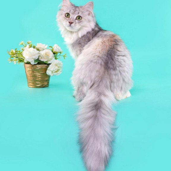 Siberian REZ Rumyana