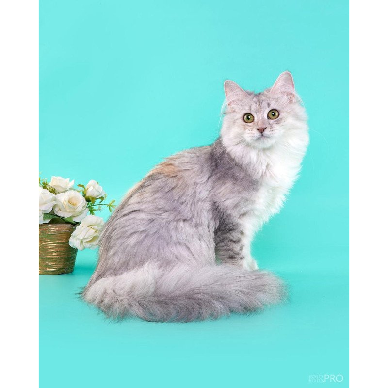 Siberian REZ Rumyana