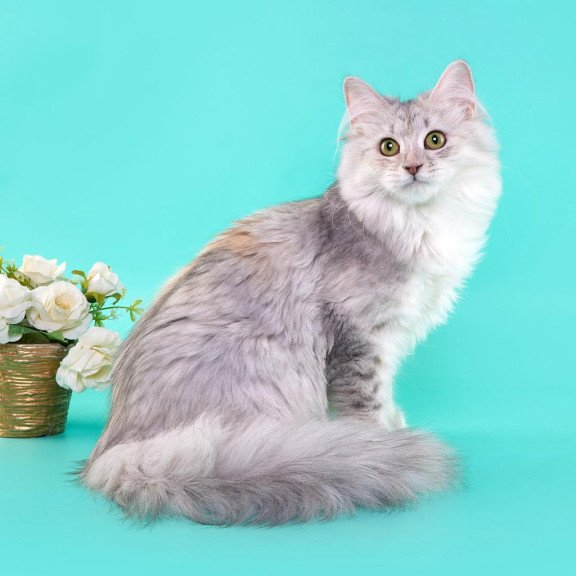 Siberian REZ Rumyana