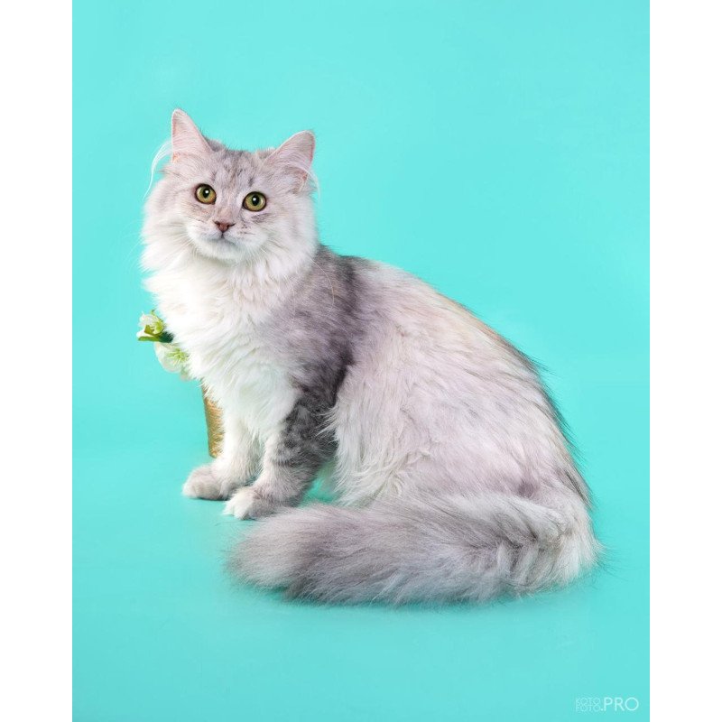 Siberian REZ Rumyana