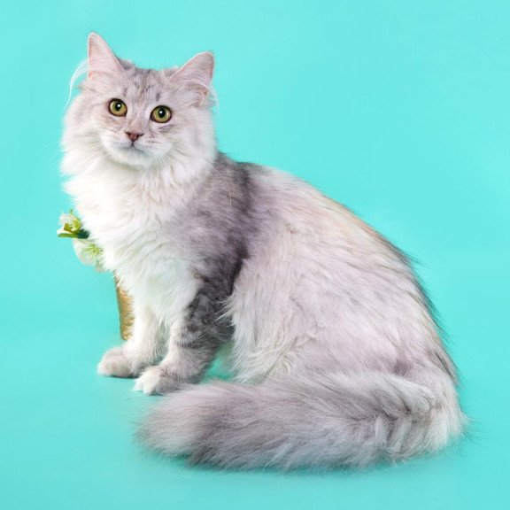 Siberian REZ Rumyana