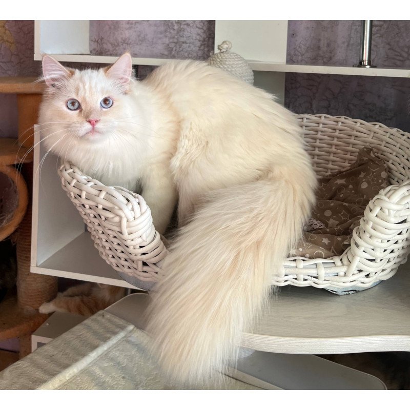 Siberian REZ Hip-hop