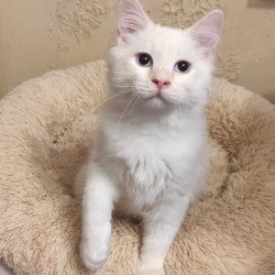 Siberian REZ Altair