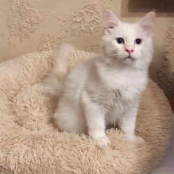 Siberian REZ Altair