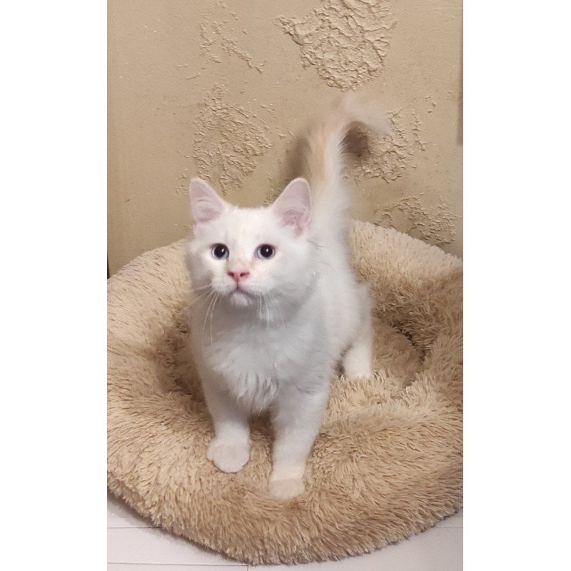 Siberian REZ Altair