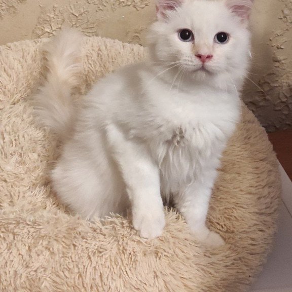 Siberian REZ Altair