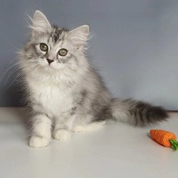 Siberian REZ Christmas