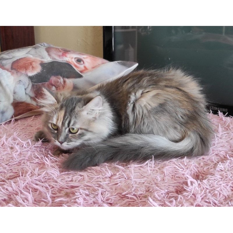Siberian REZ Zeppiur