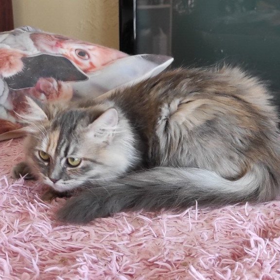 Siberian REZ Zeppiur