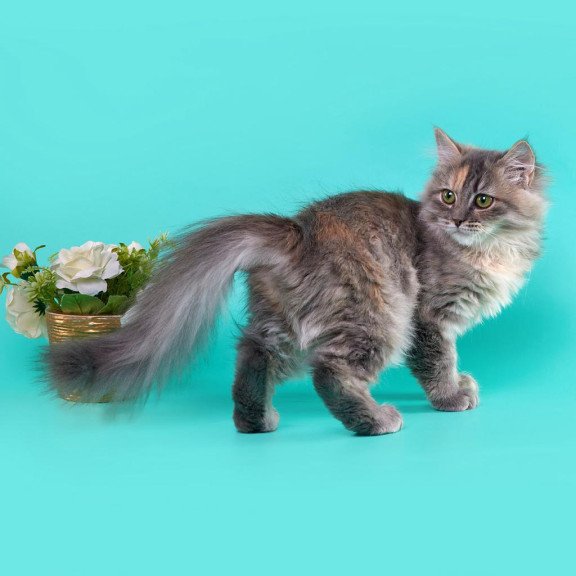 Siberian REZ Zeppiur