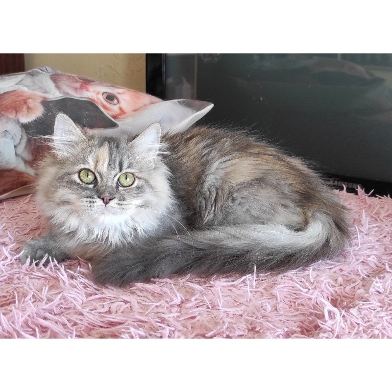 Siberian REZ Zeppiur