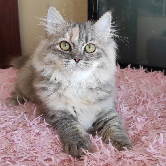 Siberian REZ Zeppiur