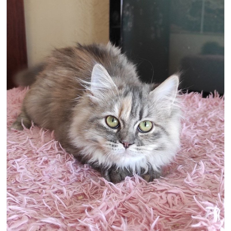 Siberian REZ Zeppiur