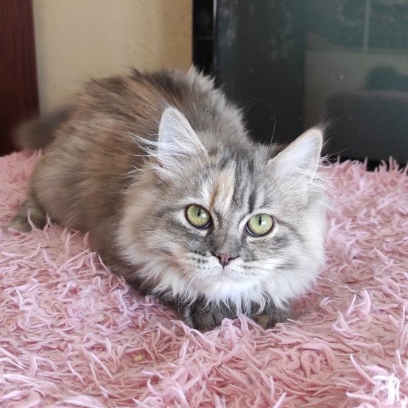 Siberian REZ Zeppiur